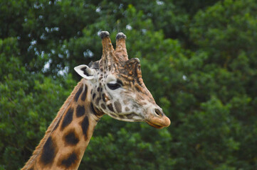 close up view of a giraffe