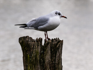Seagull standing on the wood pillar on gray water background, closeup shot.
