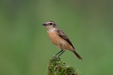 slender brown bird happily perching on top mossy spot in green environment