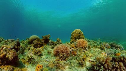 Naklejka na ściany i meble Underwater Scene Coral Reef. Underwater sea fish. Tropical reef marine. Colourful underwater seascape. Philippines.