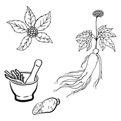 Drawing of leaves and root of ginseng. Ginseng root and berry vector drawing. A sketch of a medicinal plant. Linear graphic design. 