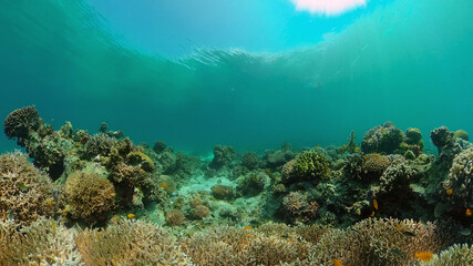 Underwater fish garden reef. Reef coral scene. Seascape under water. Philippines.