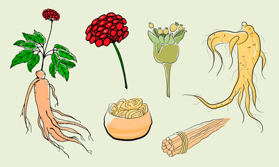 Drawing of leaves and root of ginseng. Ginseng root and berry vector drawing. A sketch of a medicinal plant. Linear graphic design. 