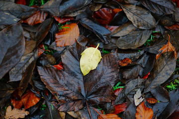 autumn leaves on the ground