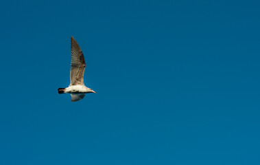 seagull in flight