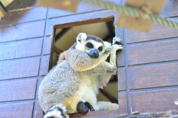 Fototapeta premium Lemur at The Public Zoo Thailand