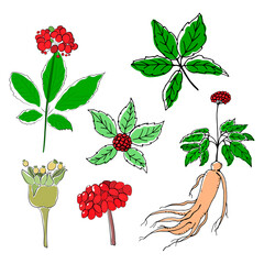 Drawing of leaves and root of ginseng. Ginseng root and berry vector drawing. A sketch of a medicinal plant. Linear graphic design. 
