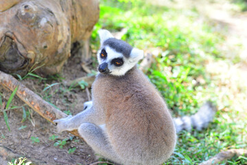 Lemur at The Public Zoo Thailand