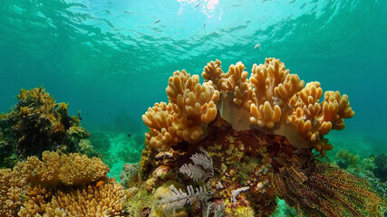 Naklejka na ściany i meble Coral reef underwater with tropical fish. Hard and soft corals, underwater landscape. Travel vacation concept. Philippines.