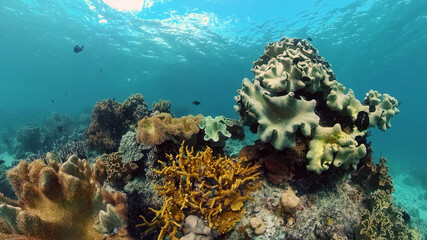 Tropical coral reef and fishes underwater. Hard and soft corals. Philippines.