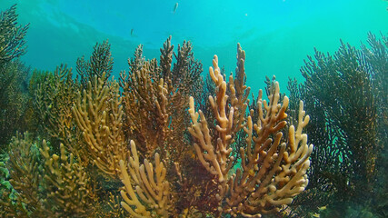 Reef Coral Scene. Tropical underwater sea fish. Hard and soft corals, underwater landscape. Philippines.