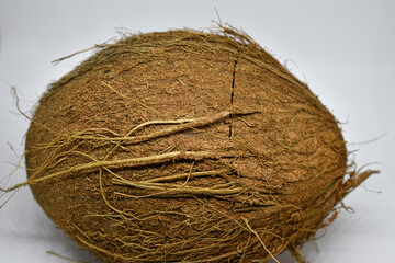 Coconut on white background