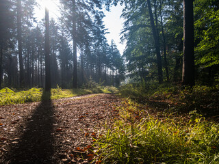 path in the forest