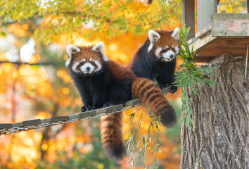 red panda twins in autumn © redpandian
