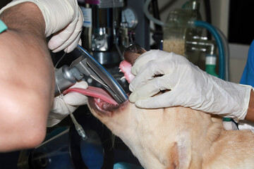 A Veterinary surgeon places and endotracheal tube