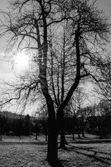 tree in the park - winter time