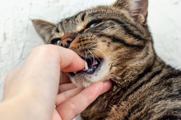 The tabby cat bites his hand.