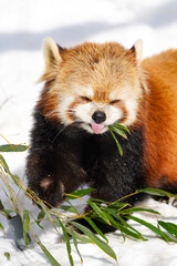 Obraz premium red panda smile