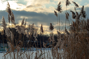 Dry grass against the sky.