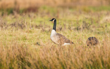 Canada Geese, Canada Goose, Branta Canadensis in environment