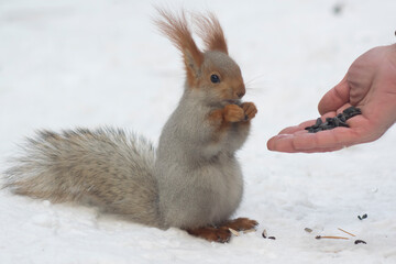 Naklejka na ściany i meble Close-up of a squirrel sitting in the snow and eating seeds from hand