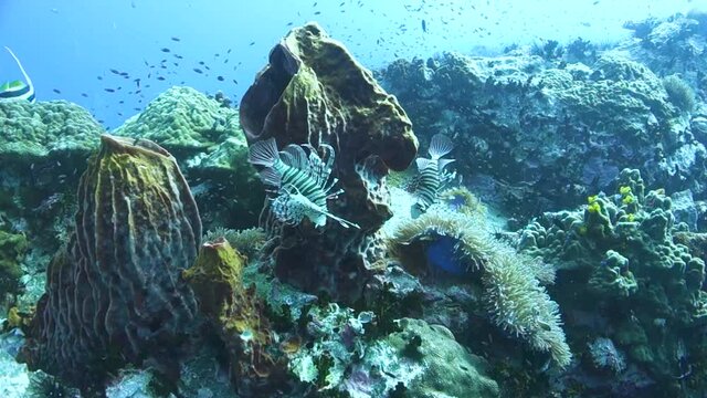 Two Common Lion Fish Approach Each Other Posturing on Tropical Coral Reef
