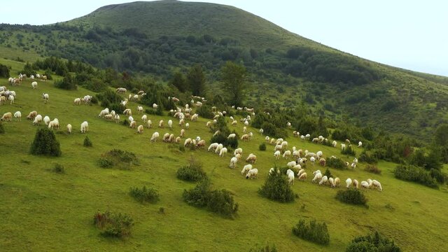Herd of sheeps grazing on green pasture. Farming concept. Green hils of Pester, Serbia