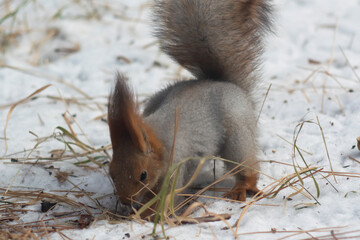 Closeup of a squirrel burying food