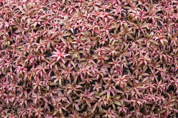 Ornamental plants as background in natural vertical garden