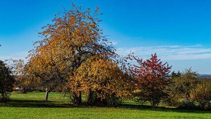 trees in autumn