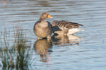 Greylag Geese, Greylag Goose, Anser anser in environment