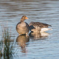 Greylag Geese, Greylag Goose, Anser anser in environment