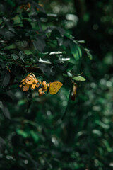 Mariposa amarilla posada en hoja