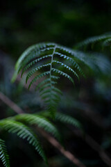 Helecho hoja en bosque, con desenfoque macro.