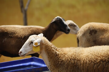 grupo de cabras en corral