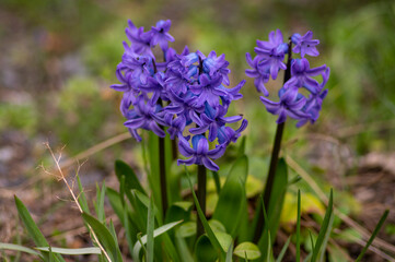 Obraz premium Hyacinthus orientalis ornamental beautiful springtime flowering plant, group of colorful bright flowers in bloom