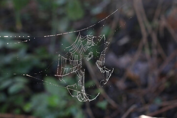 spider web with dew drops	