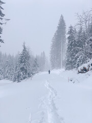 Fototapeta premium Winter in Hinterzarten im Schwarzwald