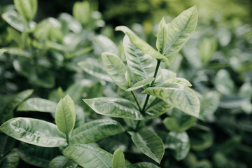 mint leaves in the garden
