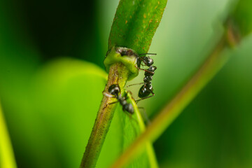 Two ants on the twig om rhododendron bud