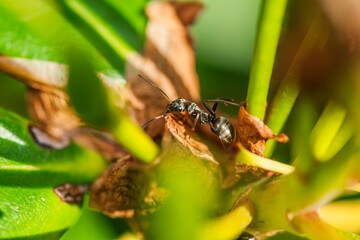 Single ant in a rhododendron plant