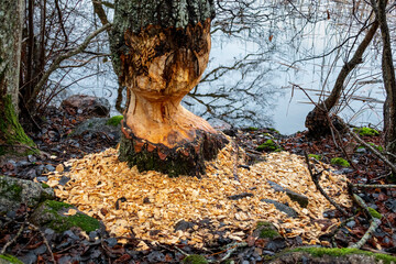 Signs of beaver activities by waters edge. Chewed tree with lots of wood chips. © Pebo