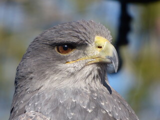 Face of a grey eagle with its yellowish beak and grey face.