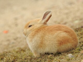 子うさぎ,日本,広島県大久野島,うさぎ島