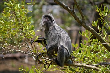 Silver leaf monkey Taman Negara Malaysia