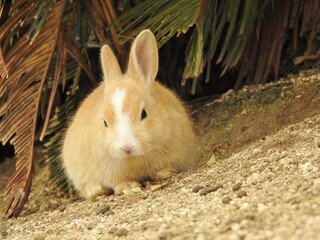 子うさぎ,日本,広島県大久野島,うさぎ島