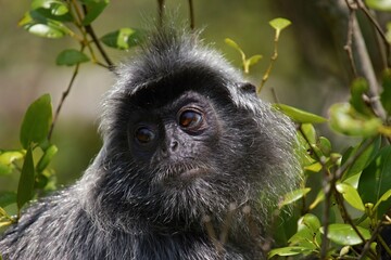 Silver leaf monkey Taman Negara Malaysia