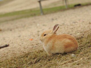 子うさぎ,日本,広島県大久野島,うさぎ島