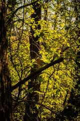Small bird sitting on the tree