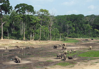 Waldelefanten auf der Dzanga Bai